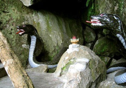 Rùng mình về rắn thần báo oán ở Thái Nguyên