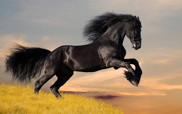 Giải mã giấc mơ thấy ngựa là điềm báo gì nên đánh số nào