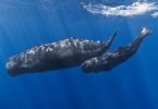 Mơ thấy cá voi điềm báo lành hay dữ?