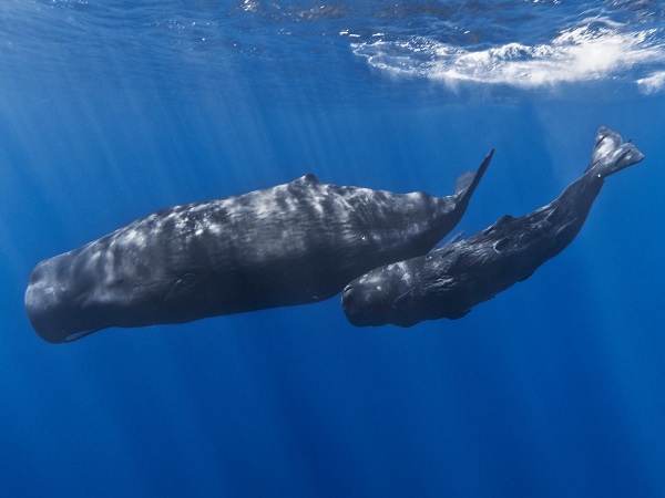 Mơ thấy cá voi điềm báo lành hay dữ?