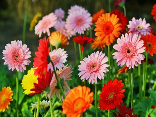 Những loại hoa nên cắm bàn thờ ngày tết - Hoa cúc đồng tiền